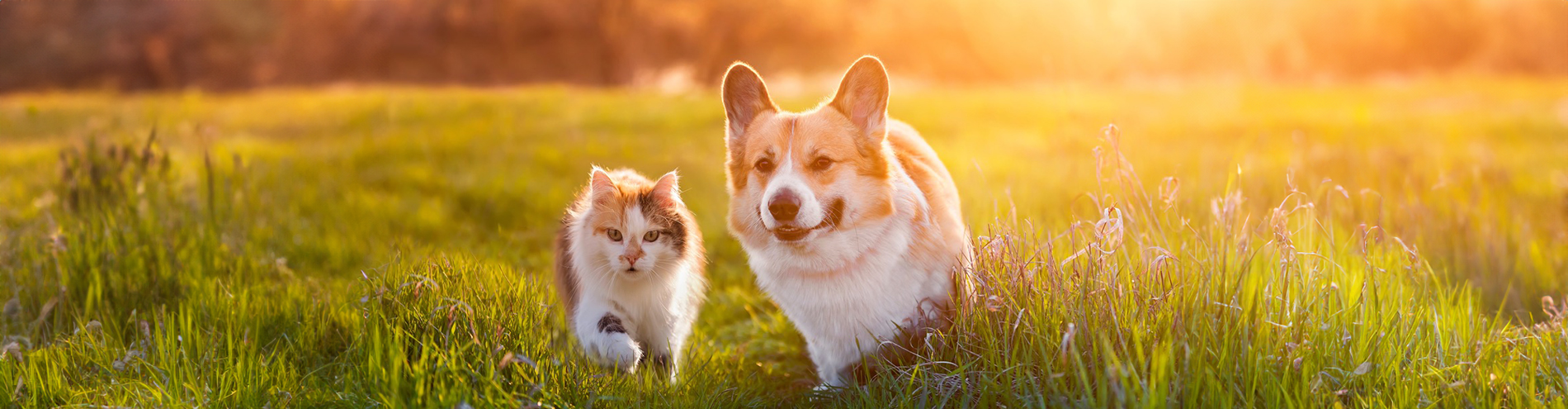 Bild passend zu Notfallbetreuung für Haustiere 🐾